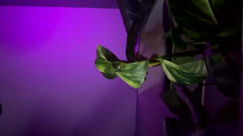 Snapshot of ohhcoco chatting on 17, 12, 2024 bbygtbckkk online show from 17, 12, 2024