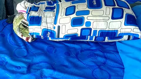 Snapshot of paula_wills chatting on 6, 1, 2025 Yura independent model online show from 6, 1, 2025