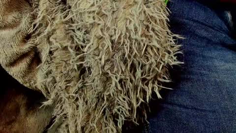 horror flying on the wings of the night.... online show from 25, 1, 2025