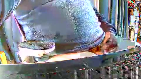 Gabu online show from 15, 12, 2025