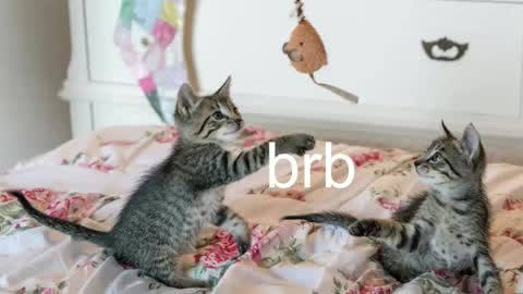 Kitty online show from 6, 11, 2025