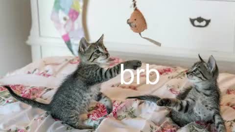 Kitty online show from 7, 7, 2026