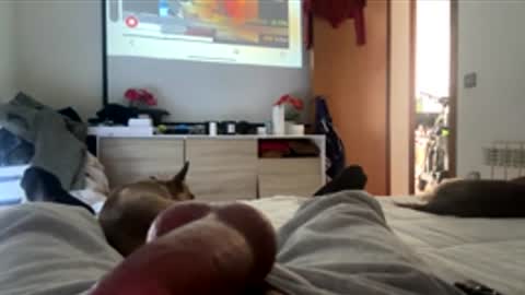 pjpp566883 online show from 1, 12, 2025