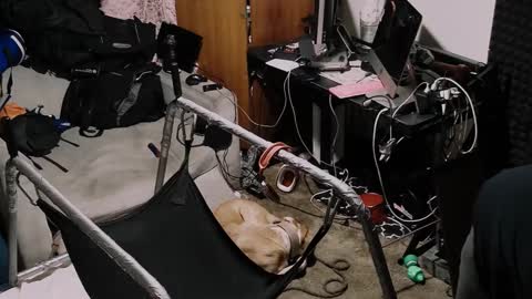 Pup Seth online show from 19, 10, 2025