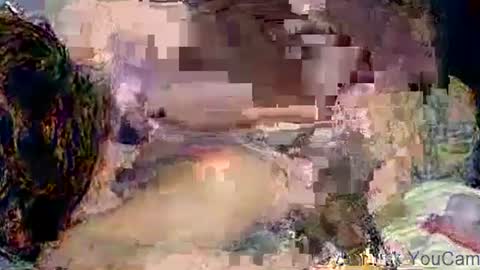 Snapshot of poundittt chatting on 2, 11, 2025 dikud0wn online show from 2, 11, 2025