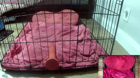 PrIncessJulia0X online show from 3, 2, 2026