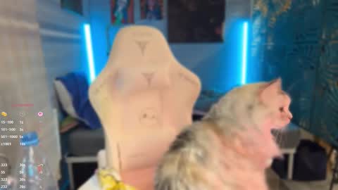 Queen of Pain online show from 7, 3, 2026