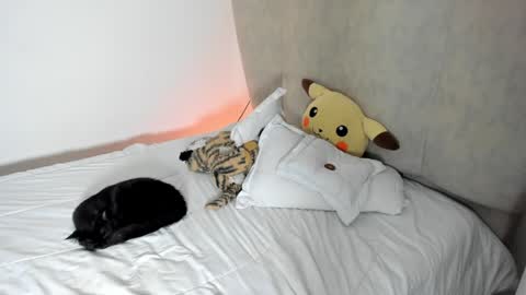 Snapshot of rachaeldeckard chatting on 25, 1, 2025 natalia - online show from 25, 1, 2025