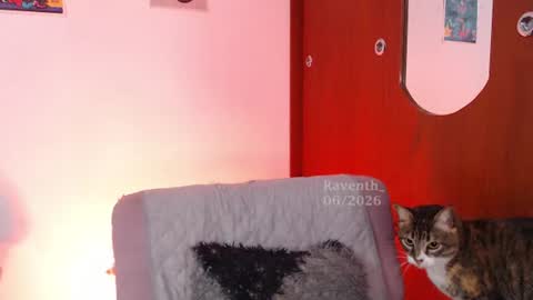 Snapshot of raventh_ chatting on 2, 7, 2026 raventh_ online show from 2, 7, 2026