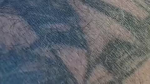 realrubpirate online show from 9, 9, 2025