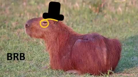 Chris online show from 15, 11, 2025