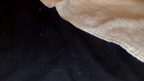 rimalova online show from 20, 12, 2025