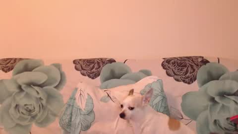 riri_mojo_92 online show from 25, 11, 2025