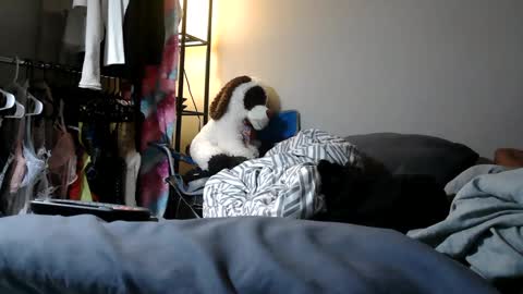 River Saint online show from 11, 3, 2025