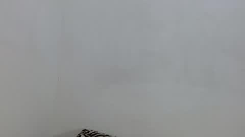 salome online show from 4, 11, 2025