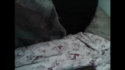 Snapshot of samedisamedi1nouveau chatting on 7, 3, 2026 Samedisamedi1nouveau online show from 7, 3, 2026