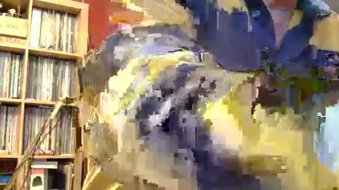 Snapshot of samsenior70 chatting on 8, 11, 2025 Sam online show from 8, 11, 2025