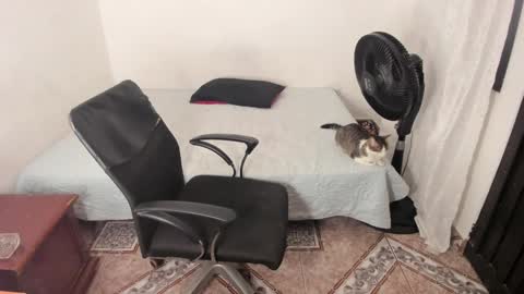 Julius Novachrono  online show from 2, 1, 2025