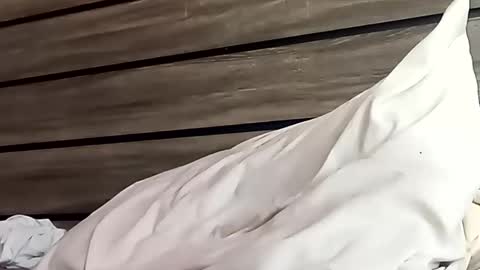 SnowBunny online show from 24, 1, 2025