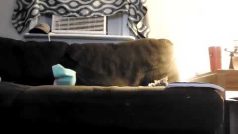 sayhi2mylilguy online show from 25, 2, 2025