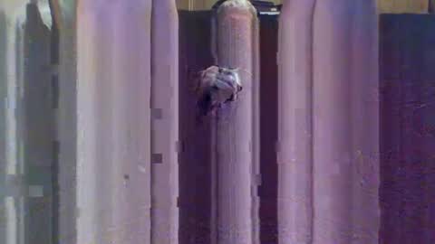 sexybeast_2 online show from 9, 9, 2025