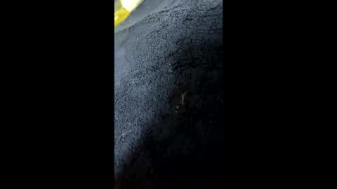 Snapshot of shurthingxx chatting on 28, 1, 2025 shurthingxx online show from 28, 1, 2025