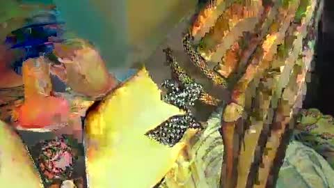 Sir Loin online show from 20, 2, 2025