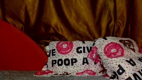 Snapshot of smileyyg chatting on 2, 3, 2026 Noname online show from 2, 3, 2026