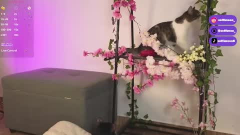 Snapshot of soffimoon_ chatting on 10, 10, 2025 IG Soffimoon   I THANK YOU FOR LEAVING YOUR FOLLOW online show from 10, 10, 2025