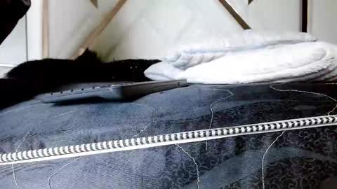 SophiaLee online show from 13, 2, 2026