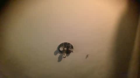 Snapshot of splinters18 chatting on 25, 1, 2025 watch me cum online show from 25, 1, 2025