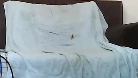 star0806666a online show from 6, 11, 2025