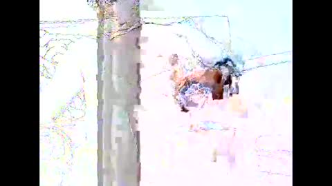 star0806666a online show from 19, 4, 2026