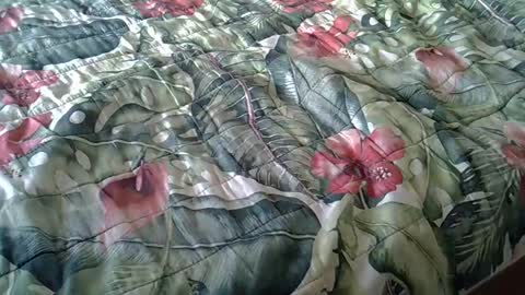 Rocco-load online show from 23, 2, 2025