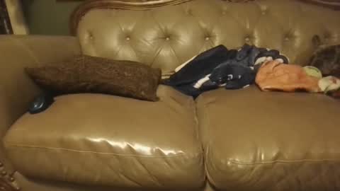 sub_michael41 online show from 21, 1, 2025