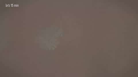 TAANNI online show from 20, 3, 2026