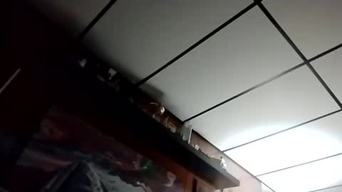 Snapshot of talldrink62 chatting on 27, 10, 2025 The Man of Steel online show from 27, 10, 2025