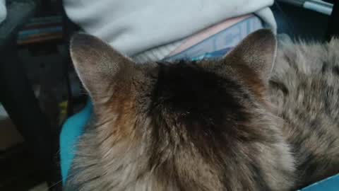 thechicken369 online show from 19, 1, 2025