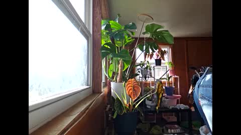 Snapshot of therizzler_1_of_1 chatting on 17, 12, 2024 therizzler_1_of_1 online show from 17, 12, 2024