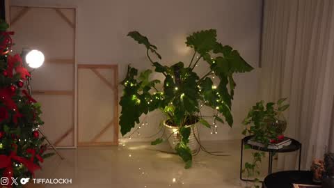 Tifa online show from 14, 12, 2024