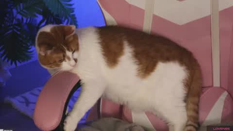 Snapshot of tokyo_n chatting on 27, 1, 2025 tokyo_n online show from 27, 1, 2025