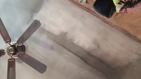 treeguyroc online show from 27, 2, 2026