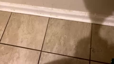  The real Mandingo  online show from 12, 2, 2025