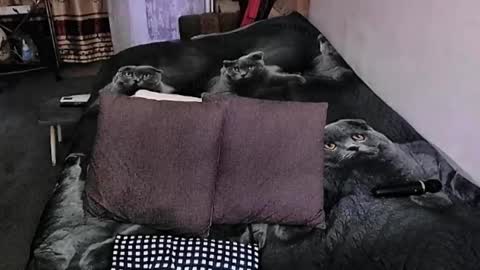 Lana online show from 20, 9, 2025