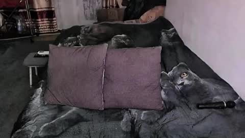 Lana online show from 17, 1, 2026