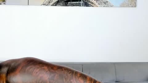 Snapshot of tyron_rulers chatting on 7, 11, 2025 Dvid Rullers online show from 7, 11, 2025