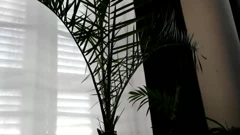 Snapshot of uncutlover1000 chatting on 2, 10, 2025 patricia online show from 2, 10, 2025