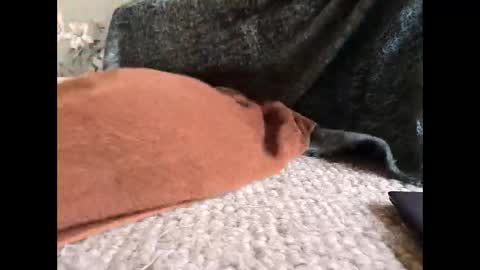 Veined lollypop online show from 31, 3, 2026