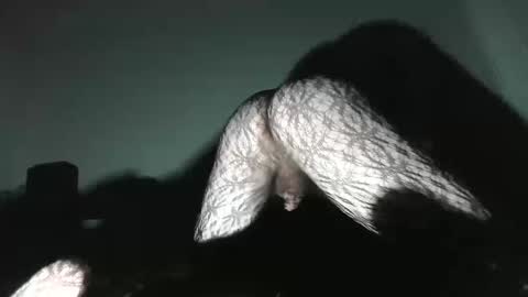 Snapshot of virgowithabig chatting on 13, 1, 2025 Virgowithabig online show from 13, 1, 2025