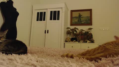 Snapshot of visceratio chatting on 10, 2, 2025 Visceratio online show from 10, 2, 2025